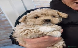 Cavapoo dogs for sale: ❤️ F1 Poochons due November ❤️  - Image 22