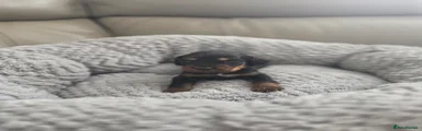 Cocker Spaniel 6
