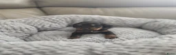 Cocker Spaniel dogs for sale: Cocker Spaniel Tan Pups - Advert 7