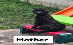 Cockapoo dogs for sale: Cockapoo female - Image 7