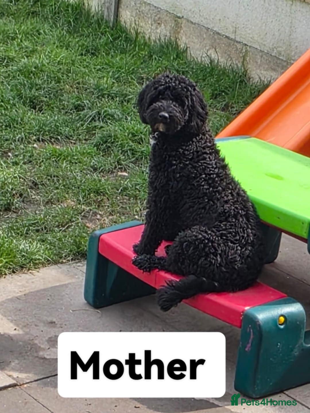 Cockapoo dogs for sale: Cockapoo female - Image 7