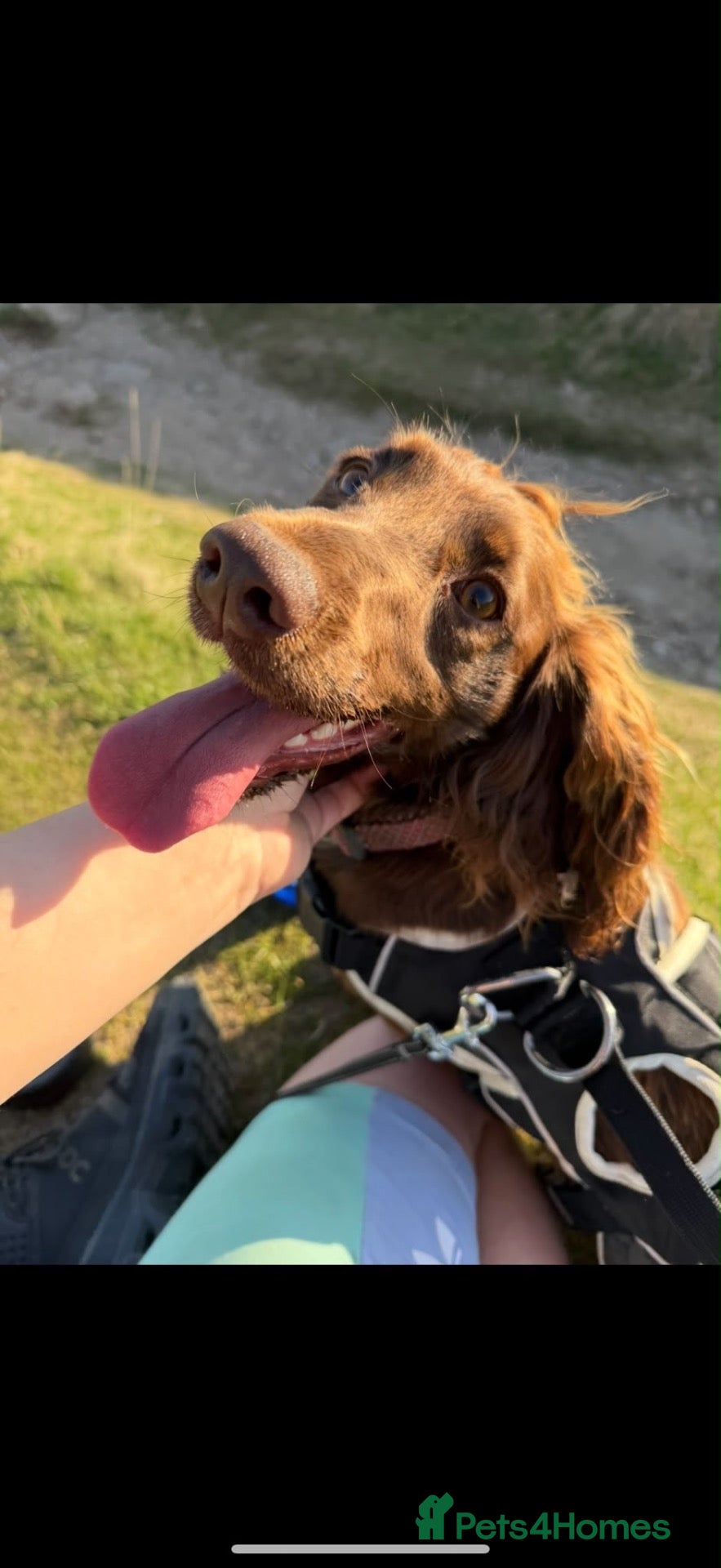 Cocker Spaniel dogs 5* kc reg cocker Spaniel working puppies - Advert 1