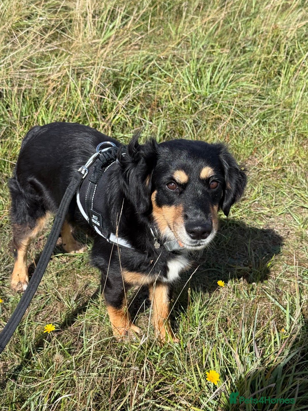 Mixed Breed dogs for adoption: Sweet Bubu Looking For Love  - Image 12