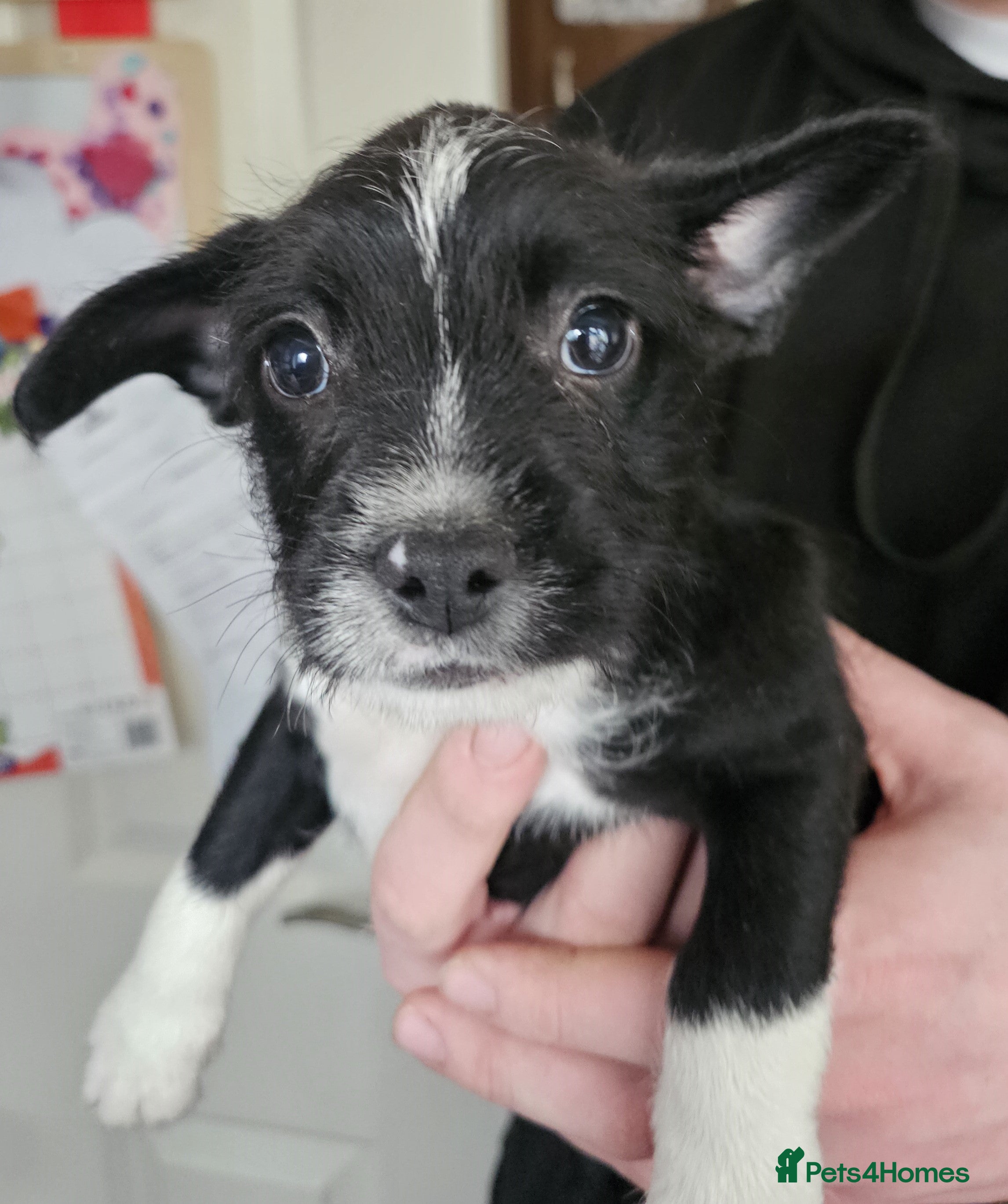 Mixed Breed dogs frenchie x cockerpoo pups  - Advert 17