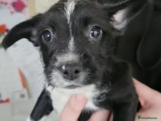 Mixed Breed dogs frenchie x cockerpoo pups - Advert 17