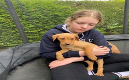 Labrador Retriever dogs for sale: Fox Red lab puppies for sale - Image 10