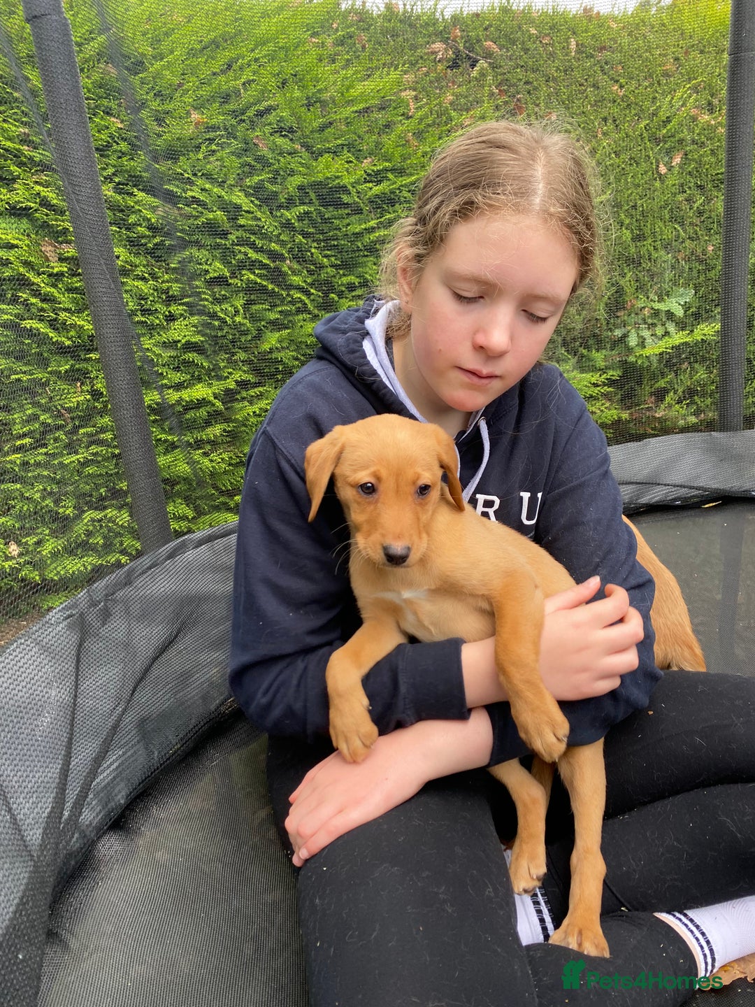Labrador Retriever dogs for sale: Fox Red lab puppies for sale - Image 10