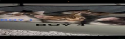 Bengal cats for sale: Bengal / Norwegian forest - Advert 3