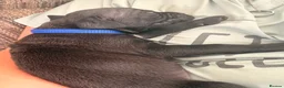 Cane Corso dogs for sale: Cane corso puppies for sale - Advert 35