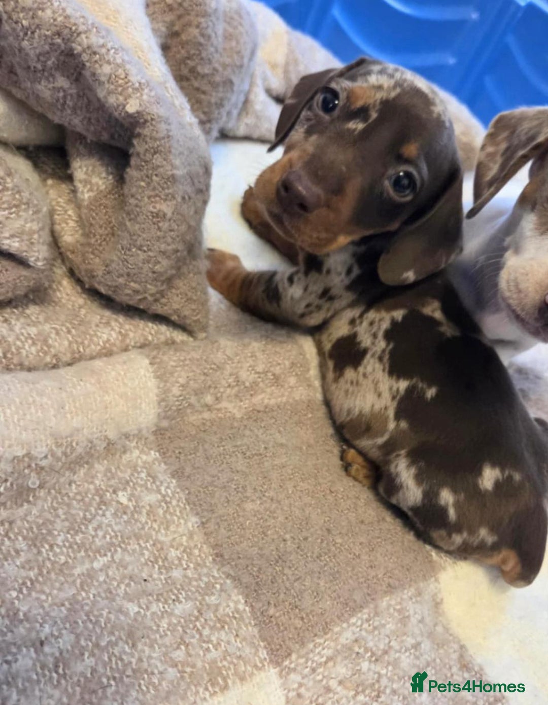 Miniature Dachshund dogs for sale: Miniature dachshund puppies - Image 11