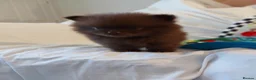 Pomeranian dogs for sale:  Toy-Type Mico Teddy Bear Face Pomeranian Puppy's - Advert 13