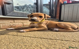 Mixed Breed dogs for sale: Lurcher x staff  in Sturminster Newton - Image 14
