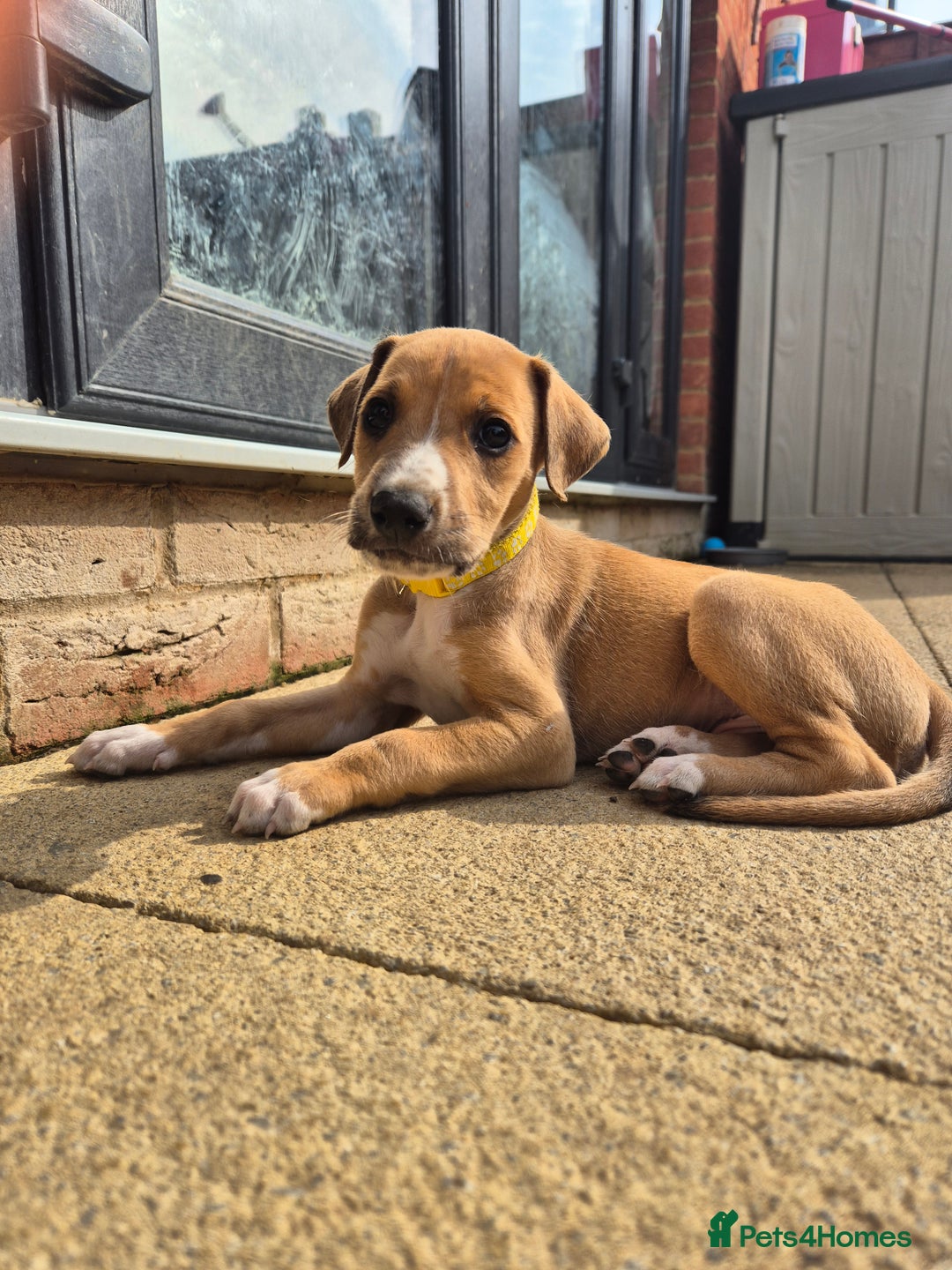 Mixed Breed dogs for sale: Lurcher x staff  in Sturminster Newton - Image 14