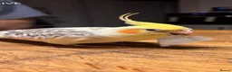 Cockatiels birds for sale: Male cockatiel looking for forever home in Lowestoft - Advert 1