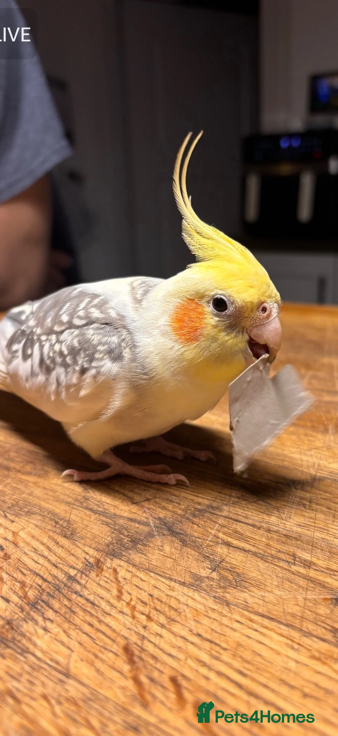 Cockatiels birds for sale: Male cockatiel looking for forever home in Lowestoft - Advert 1