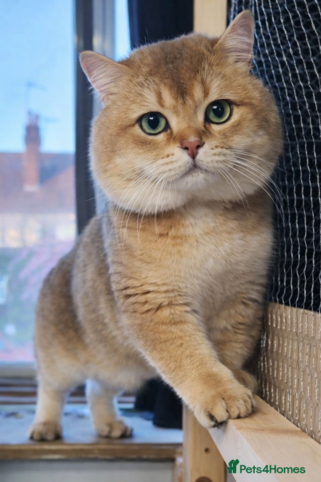 British Shorthair cats ⚜️GOLDEN BSH 🏆 TICA and GCCF reg - Advert 2