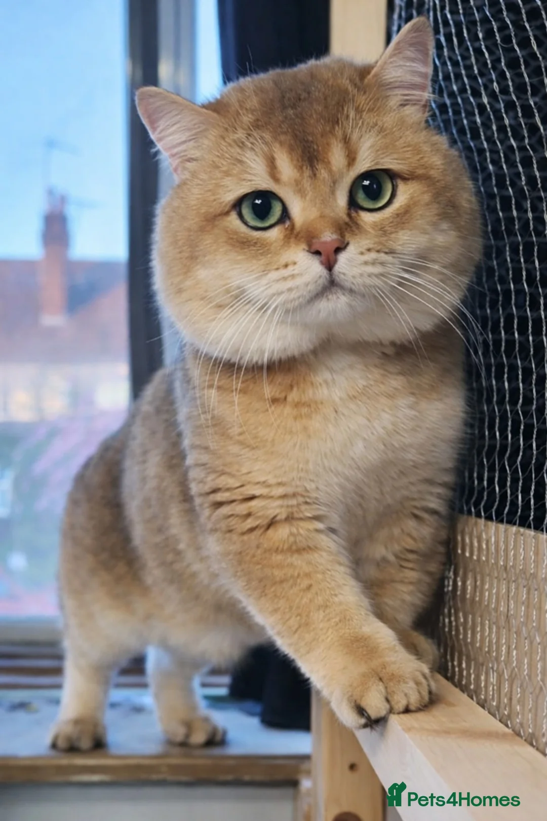 British Shorthair cats for stud: ⚜️GOLDEN BSH 🏆 TICA and GCCF reg - Advert 2