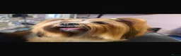Lhasa Apso dogs for sale: Stunning Lhasa Apso Puppies for Sale  - Advert 11
