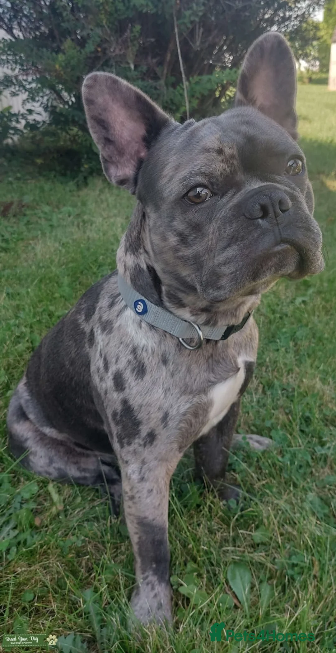 French Bulldog dogs for sale: Beautiful French Bulldog Puppies – 2 Boys, 2 Girls in Falkirk - Advert 6
