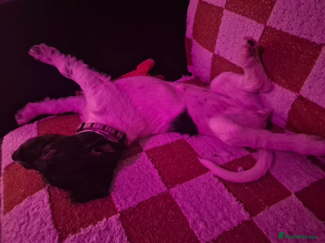Mixed Breed dogs for sale: 16 week old puppy - Advert 3