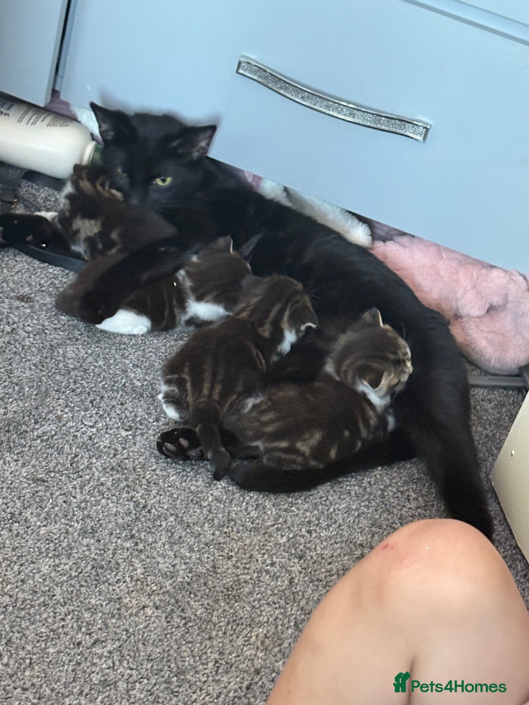 Bombay cats for sale: Kittens - Image 3
