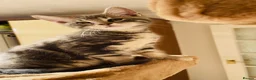 Mixed Breed cats for sale: Kittens for sale ,mixed breed, wonderful behaviour - Advert 32