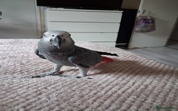 Parrots birds for sale: African Grey Parrot - Image 1