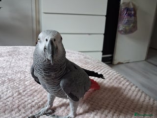 Parrots birds - Advert 17