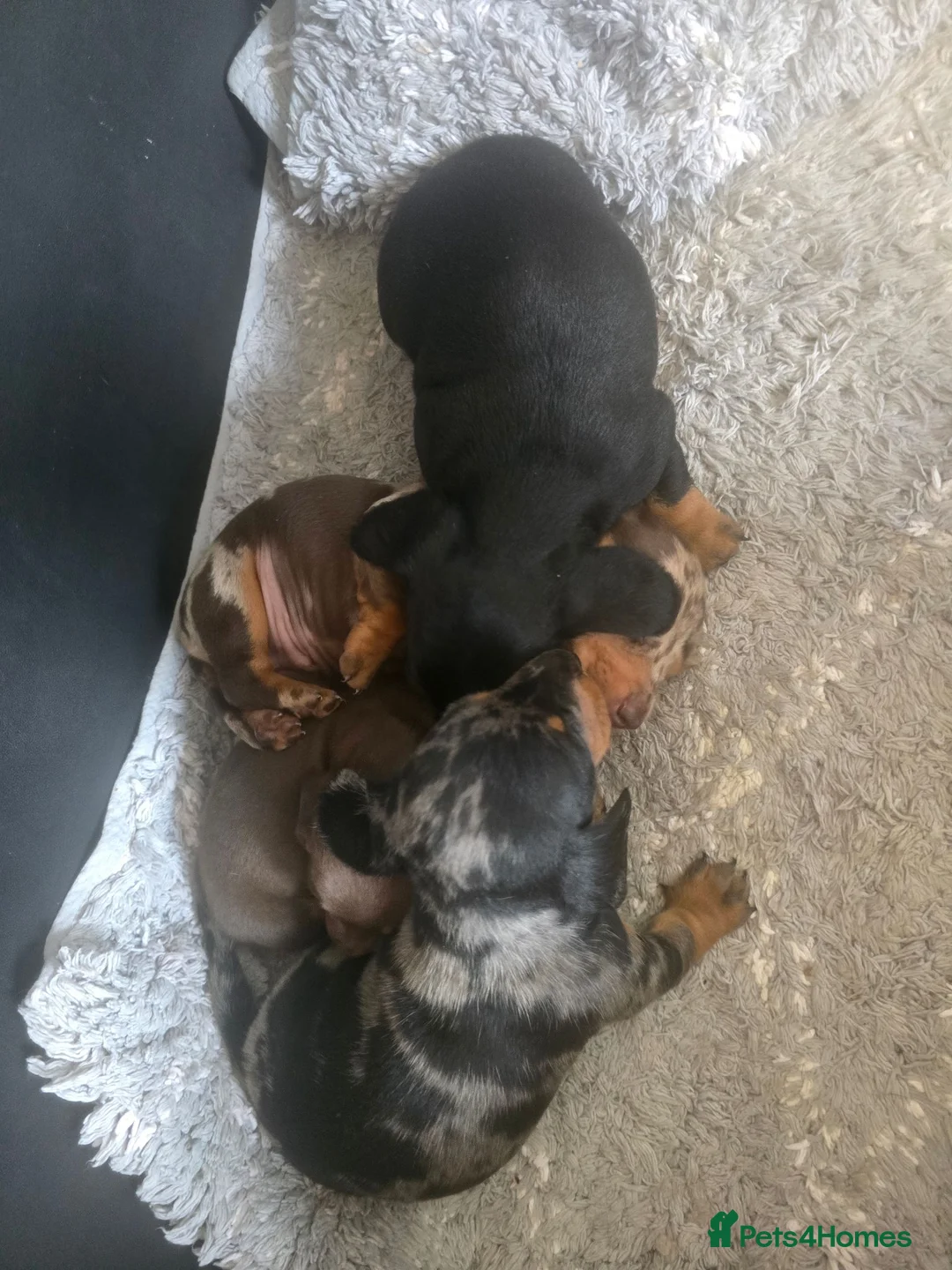 Dachshund dogs for sale: Minature Dachshund puppies in Denbigh - Advert 2