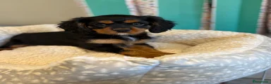 Cavalier King Charles Spaniel 3