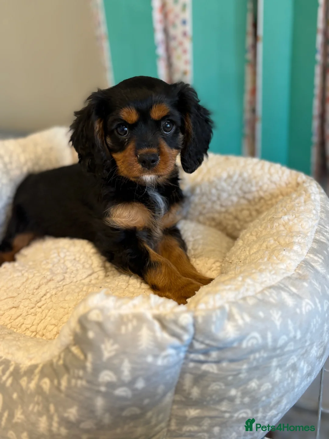 Cavalier King Charles Spaniel dogs for sale: READY TO GO NEW HOMES Kc & health tested puppies - Advert 2