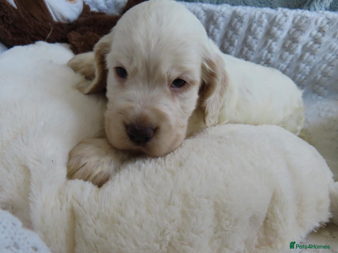 Cocker Spaniel dogs for sale: ❤️‍🔥❤️‍🔥💥Show Type Cocker Spaniel Puppies - Advert 16