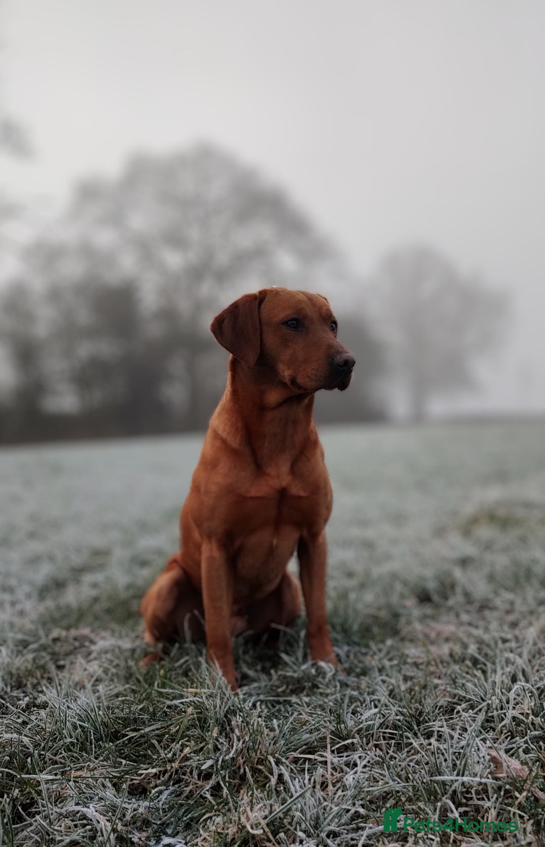 Labrador Retriever dogs for stud: Dark Red Fox Labrador Stud Dog in Ellesmere - Image 2