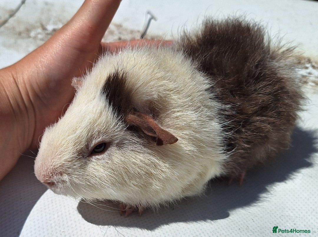 Guinea Pig rodents for sale: Beautiful Guinea Pigs For Sale (as the pair) in Nuneaton - Image 8
