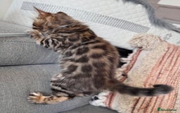Bengal cats for sale: 💎Cashmere Bengal kittens (Bengal- Longhair) 💎 - Image 10
