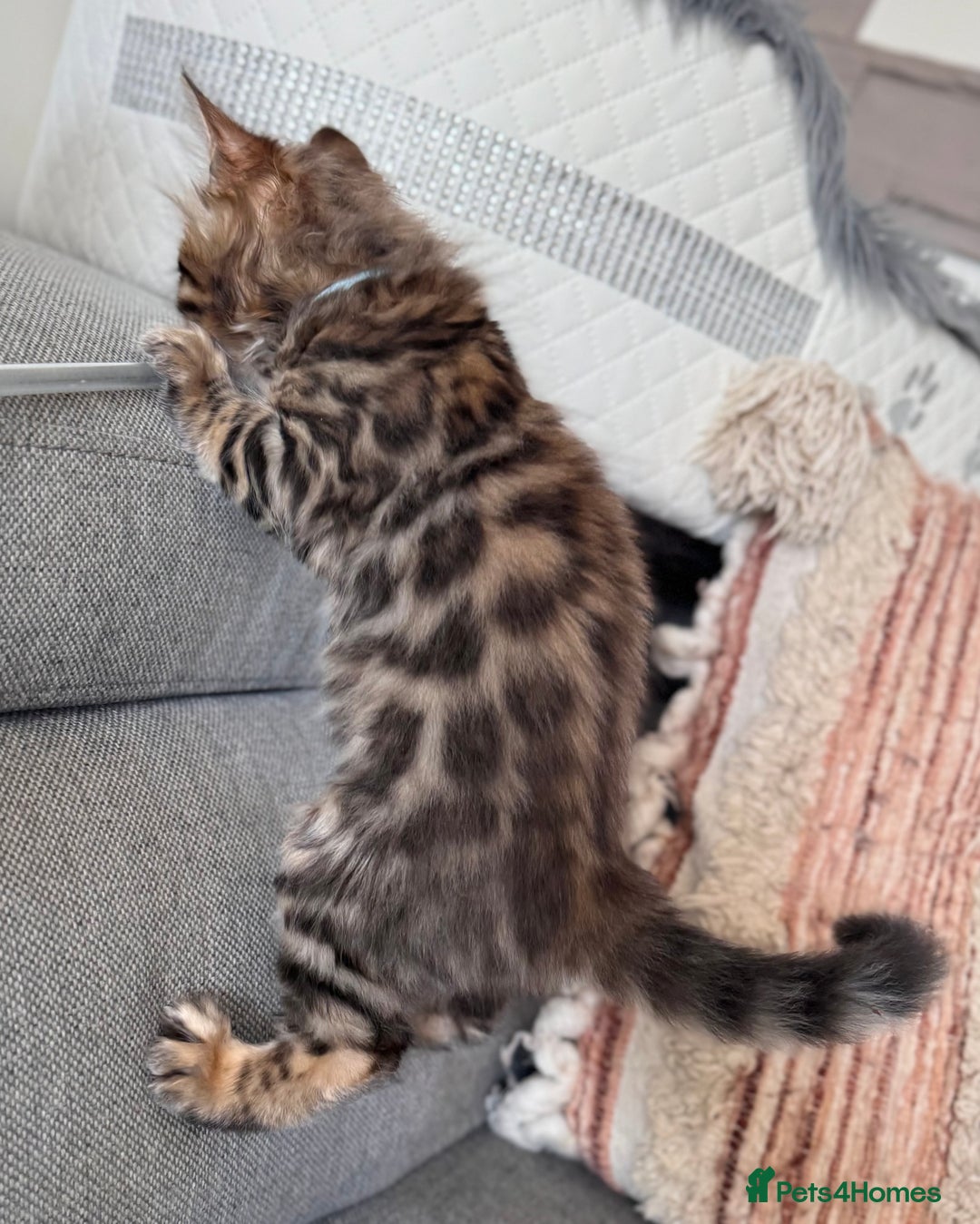 Bengal cats for sale: 💎Cashmere Bengal kittens (Bengal- Longhair) 💎 - Image 10