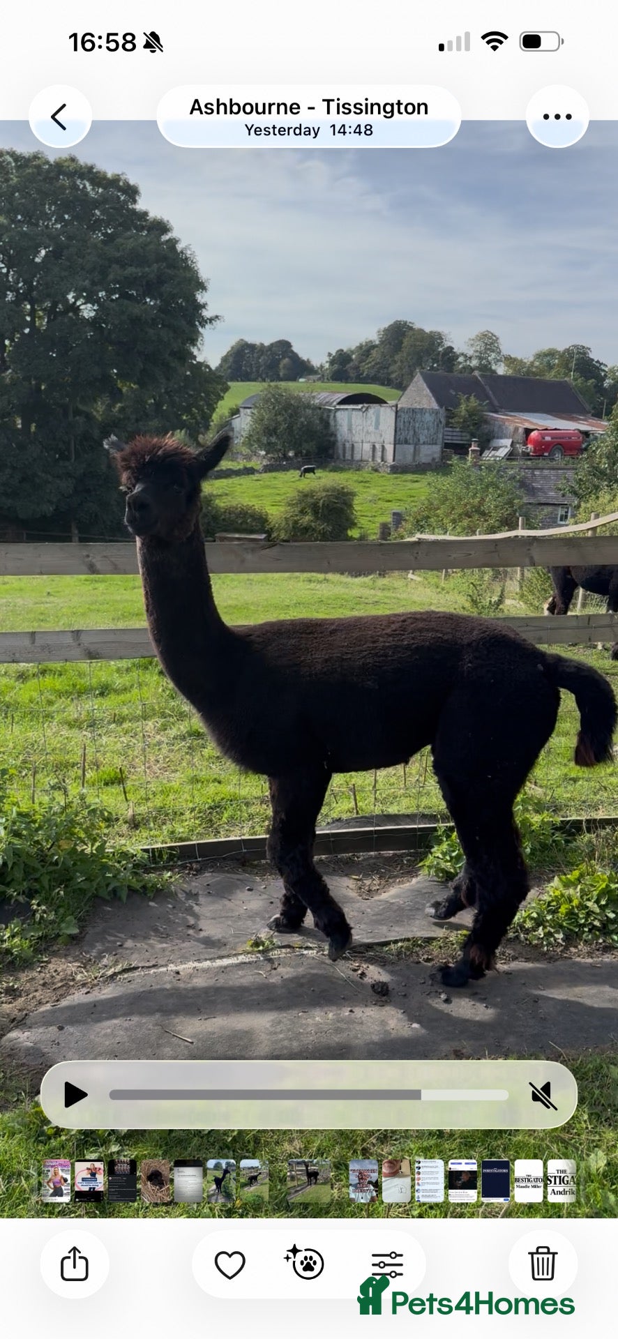Alpaca livestock Stunning solid-black BAS-listed Huacaya male - Advert 1