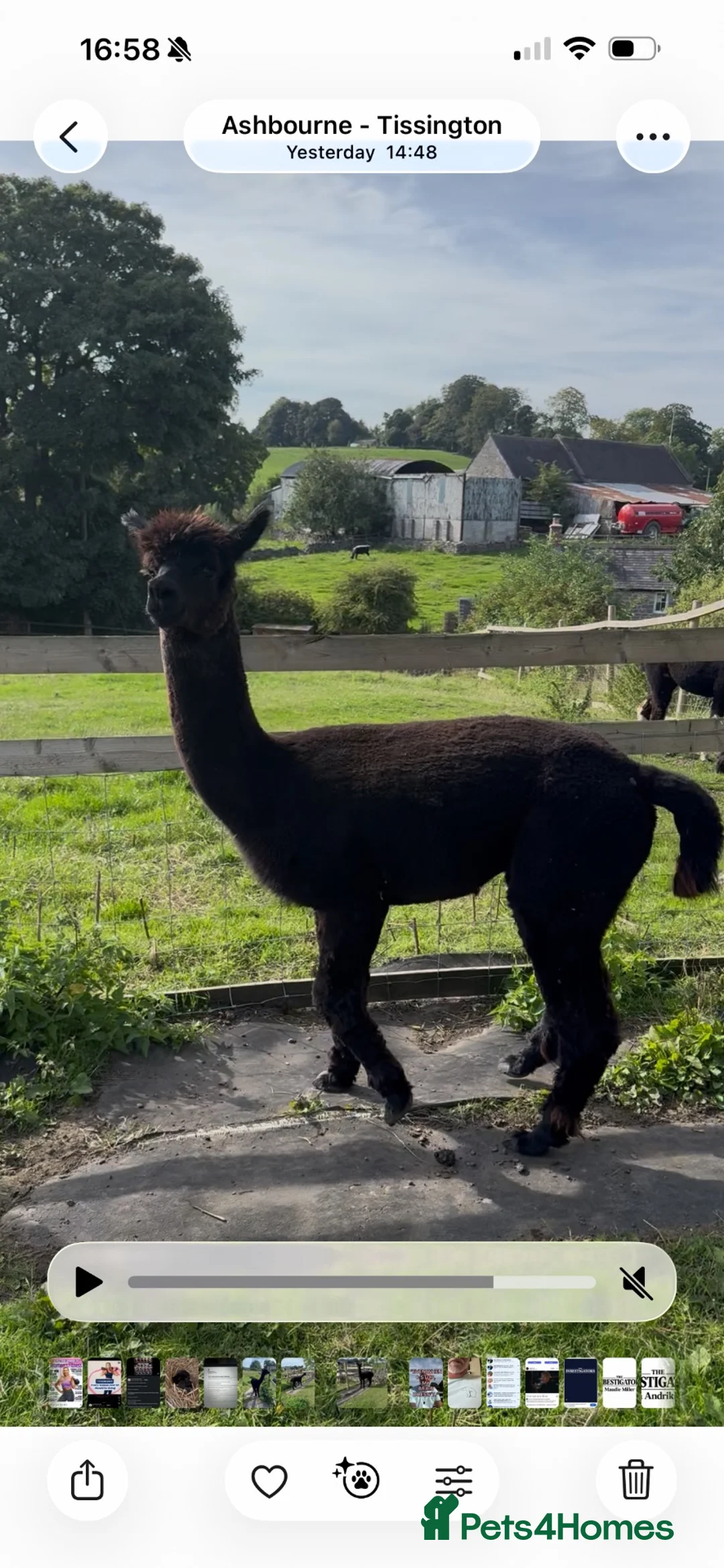Alpaca livestock for sale: Stunning solid-black BAS-listed Huacaya male in Ashbourne - Advert 1