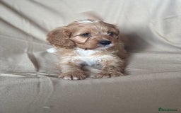Cavapoo dogs for sale: F1 CAVAPOO PUPPIES - Image 5
