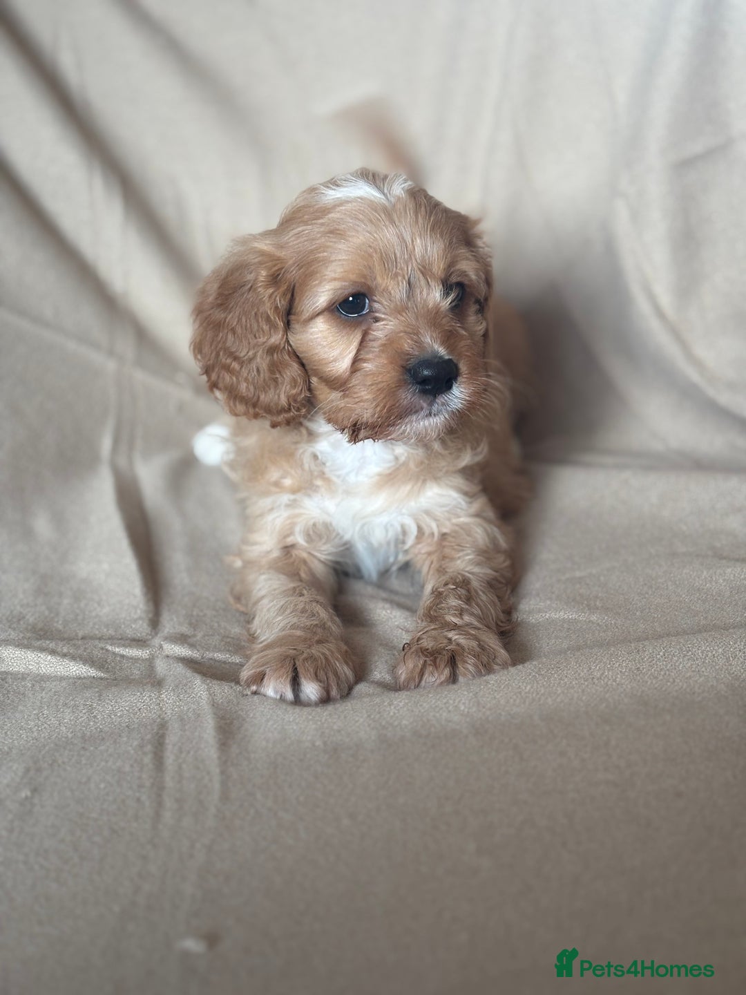 Cavapoo dogs for sale: F1 CAVAPOO PUPPIES - Image 5