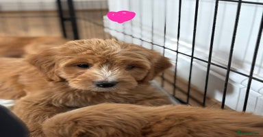Cockapoo dogs - Advert 6