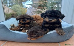Schnoodle dogs for sale: Schnoodle puppies  - Advert 4