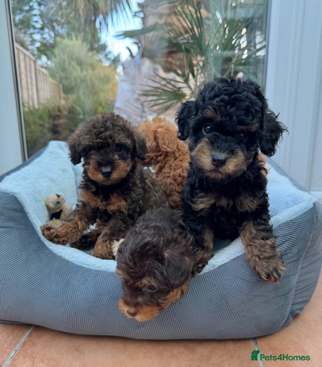 Schnoodle dogs for sale: Schnoodle puppies  - Advert 4