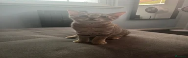 Kitten 3