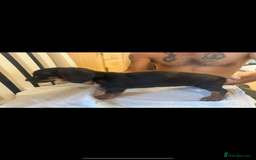 Dachshund dogs for sale: 4 Dachshund puppies for sale  - Image 5