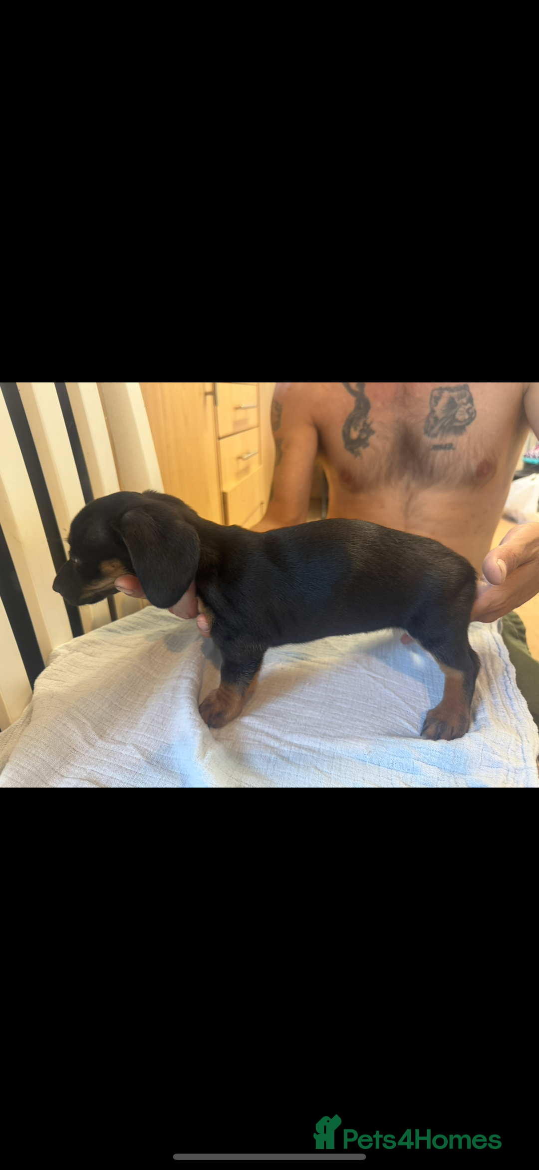 Dachshund dogs for sale: 4 Dachshund puppies for sale  - Image 5