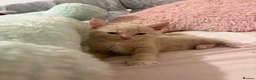 Mixed Breed cats for sale: My beautiful kittens are for sale - Advert 6