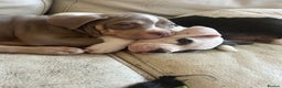 American Bully dogs for sale: TWO gorgeous girls left. Micro Bullys - Advert 3