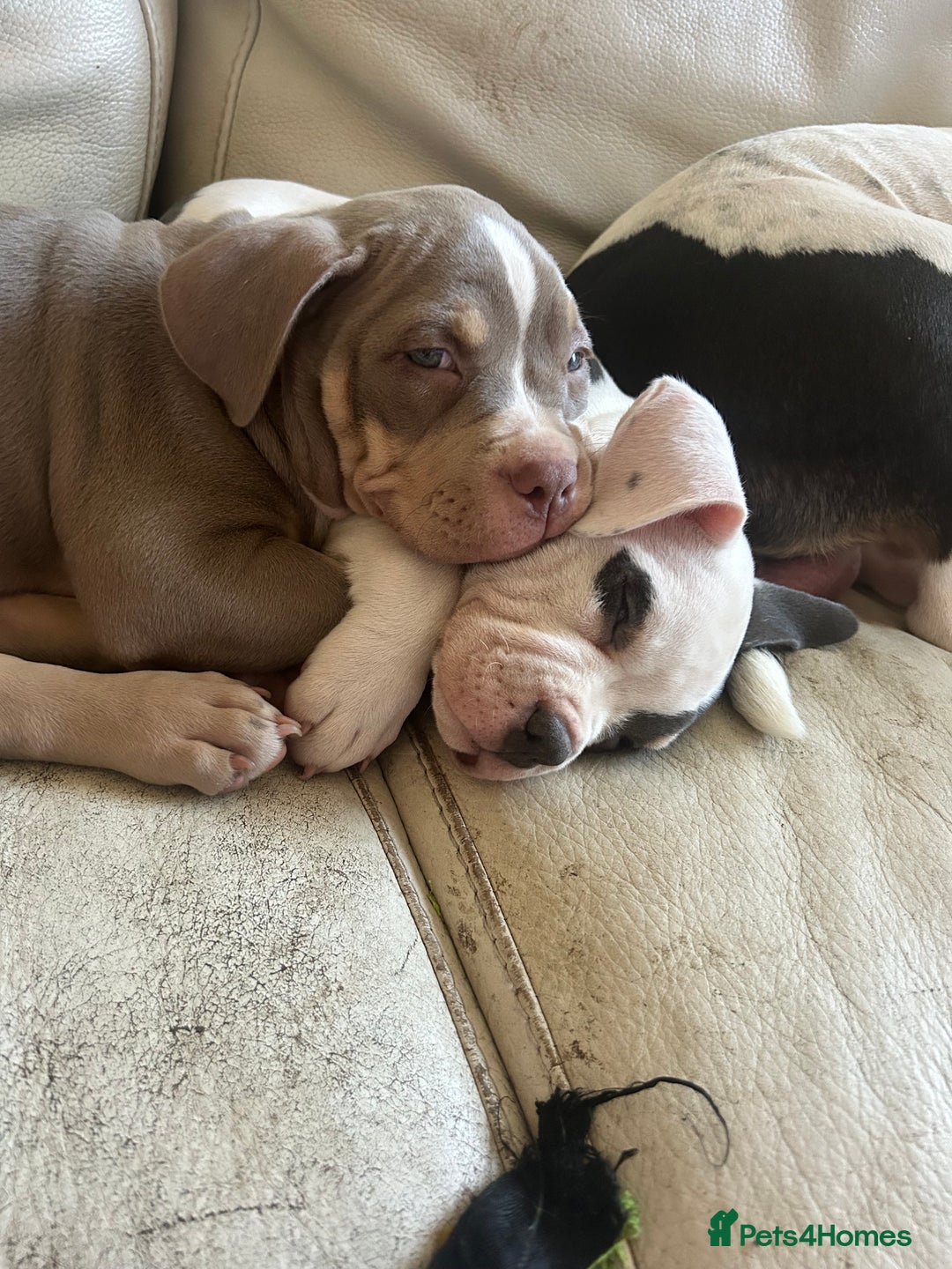 American Bully dogs for sale: TWO gorgeous girls left. Micro Bullys - Advert 3