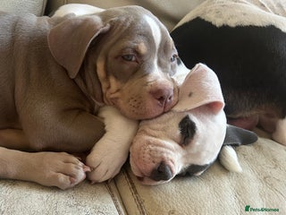 American Bully dogs TWO gorgeous girls left. Micro Bullys - Advert 3